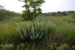 Atylosia sericea